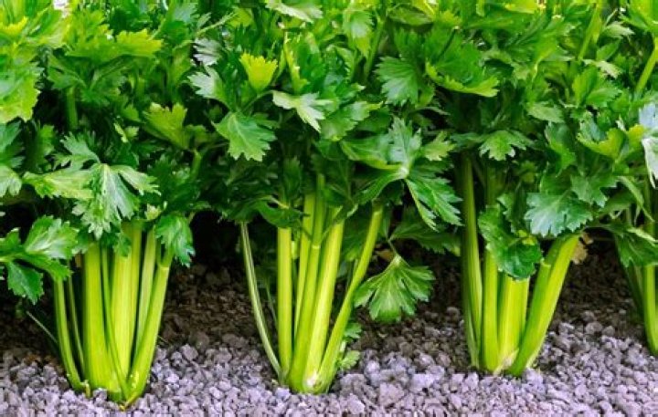 How does. celery grow?