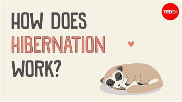 How does hibernation work?