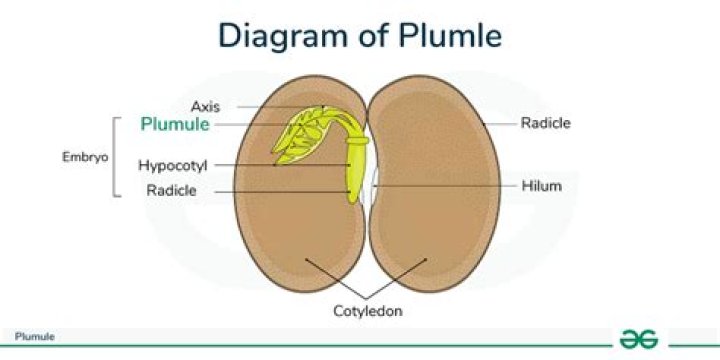 How does radicle differ from plumule?
