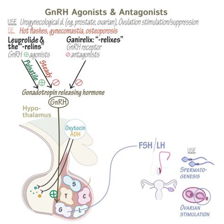How gonadotropin-releasing hormone is produced?