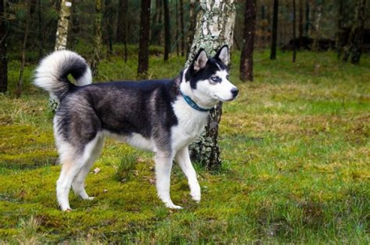 How long do huskies live?