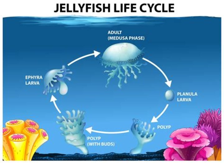 How long do jellyfish live?