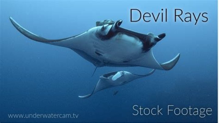 How many giant devil rays are left?