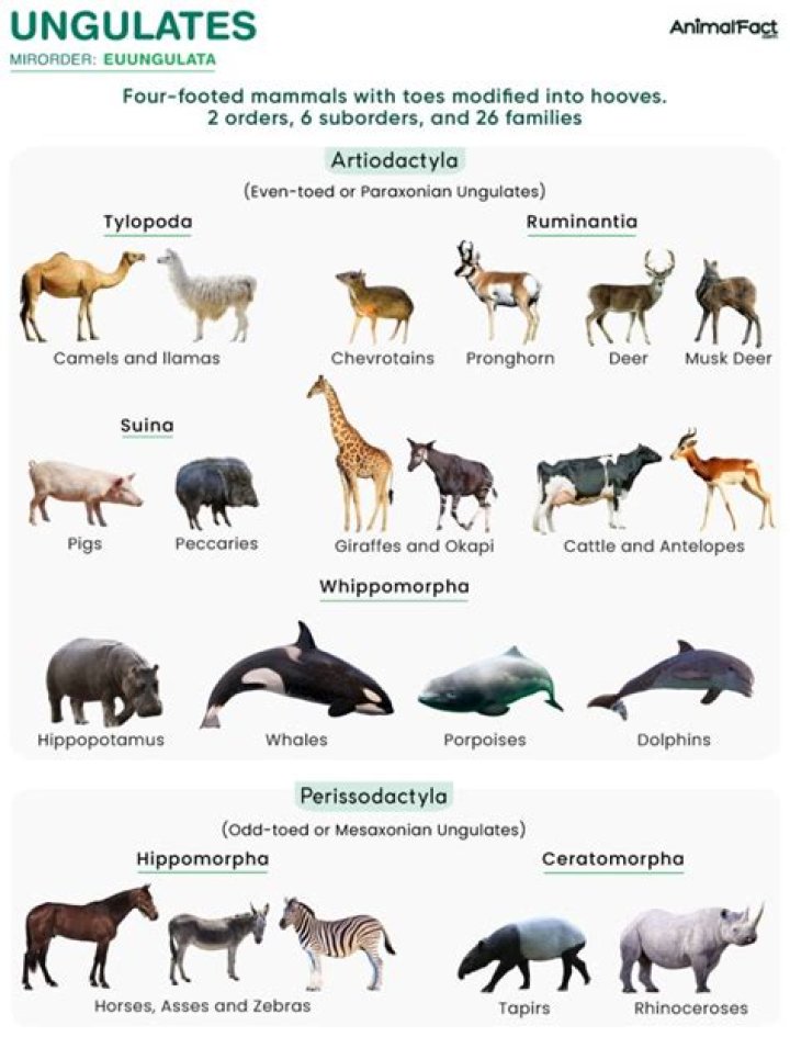 How many species of ungulates are there?