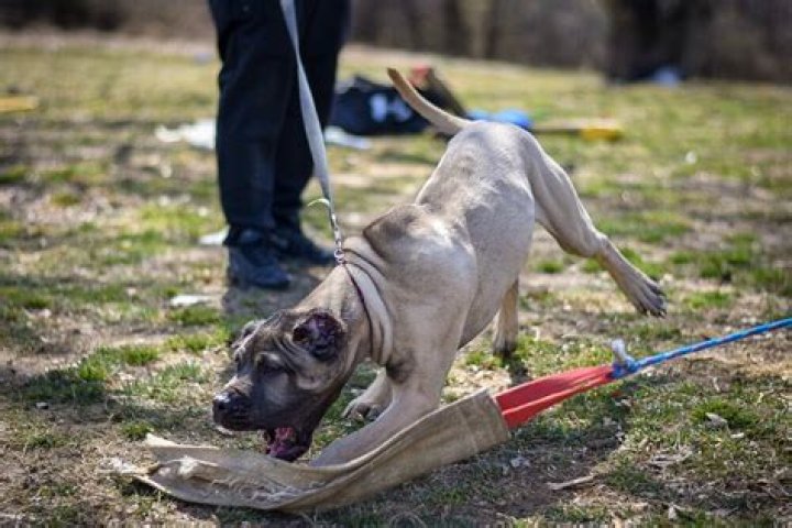 How much are bandogs worth?