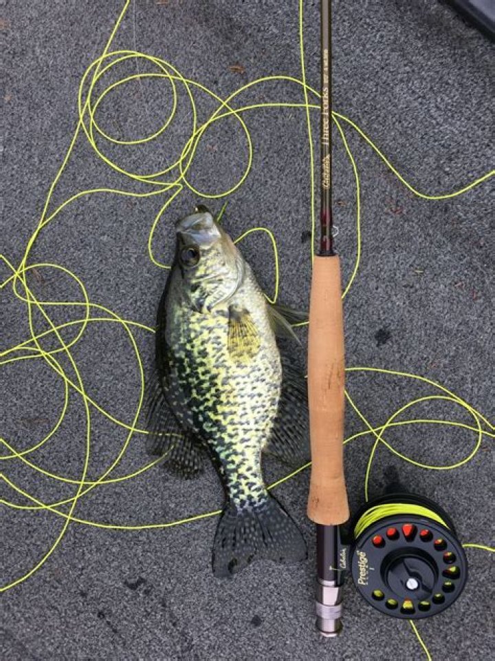 How much backing on a fly reel?