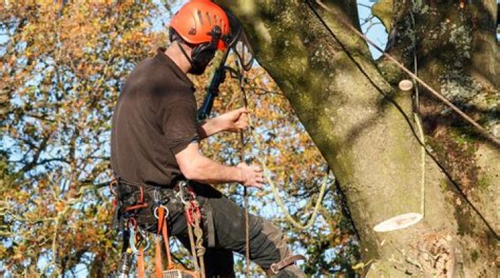 How much do tree surgeons charge uk?