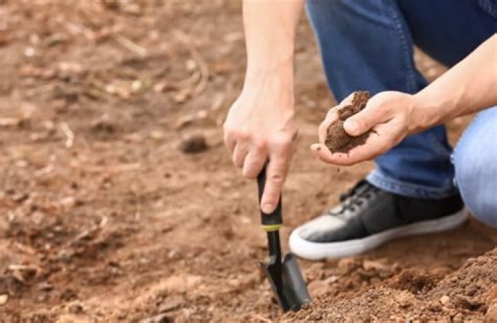 How to collect soil samples for clubroot?