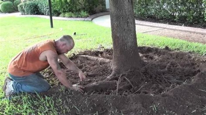 How to cut girdling roots?