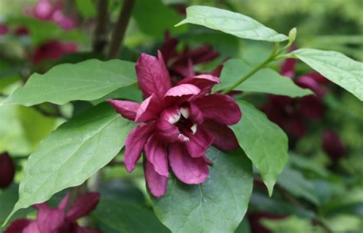 How to grow calycanthus?