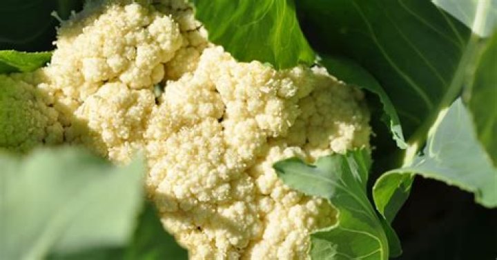 How to grow cauliflowers from seed?