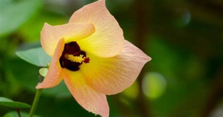 How to grow thespesia?