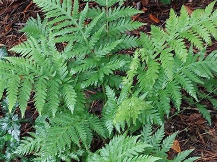 How to grow woodwardia fimbriata?