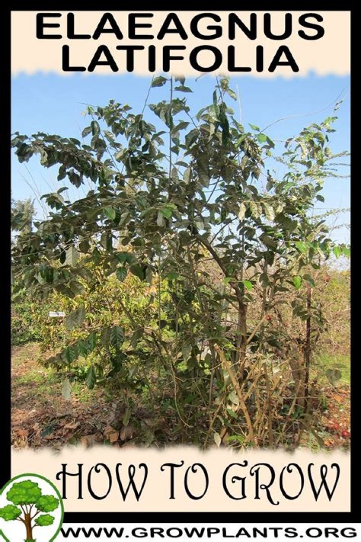 How to grow zizania latifolia?