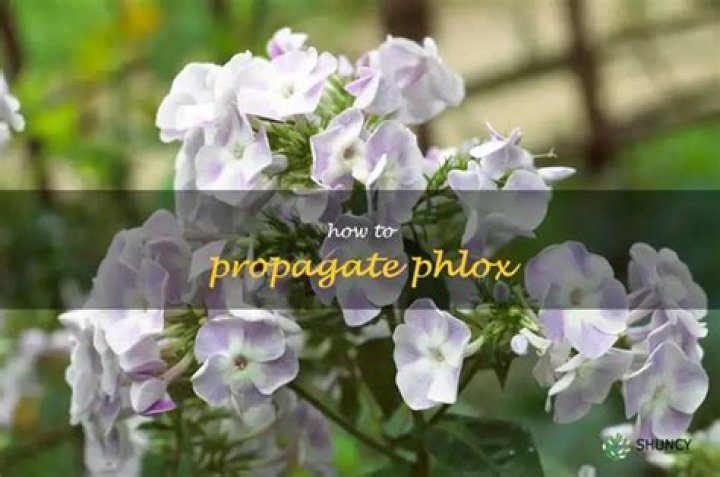 How to propagate phlox?