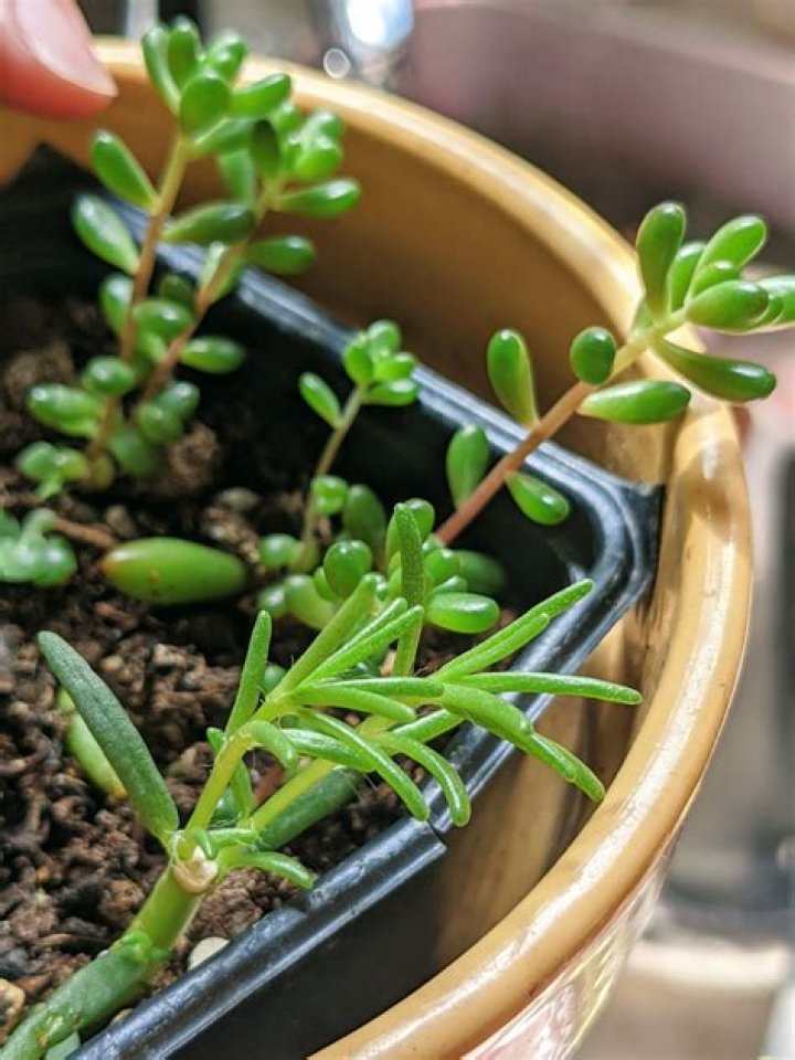 How to propagate portulaca?