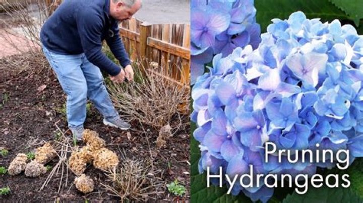 How to prune dombeya?