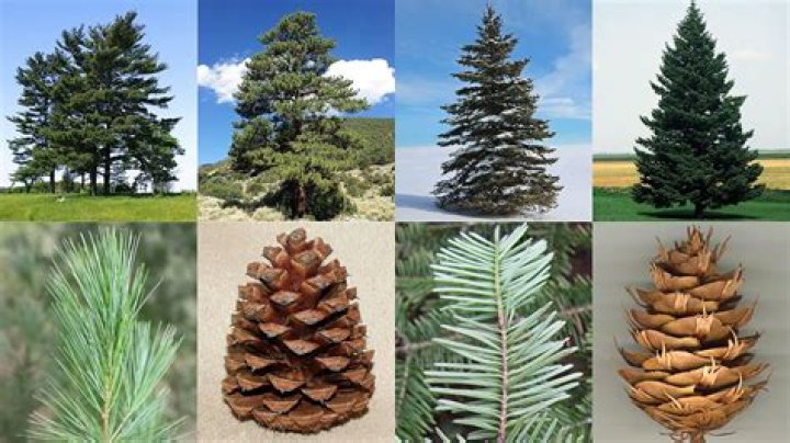 How to tell spruces apart?