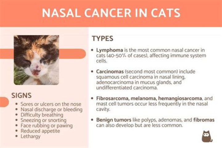 How to treat nasal dermatoses in cats?