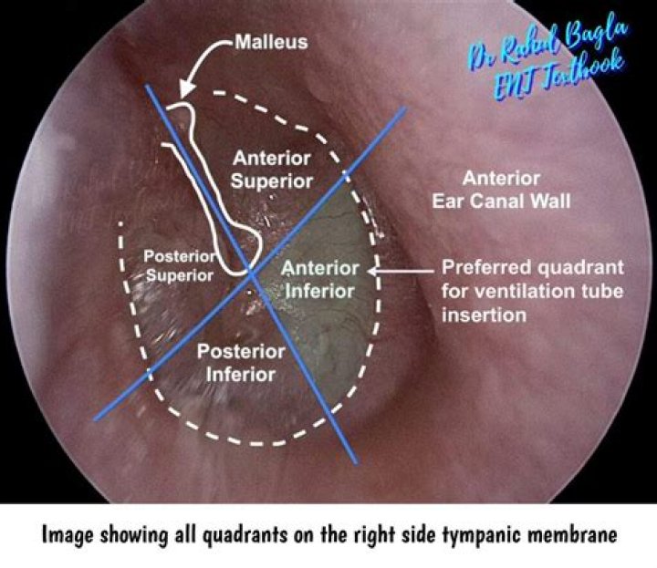 How tympanic membrane help grasshopper?
