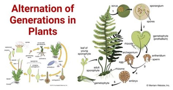 In alternation of generations in plants?