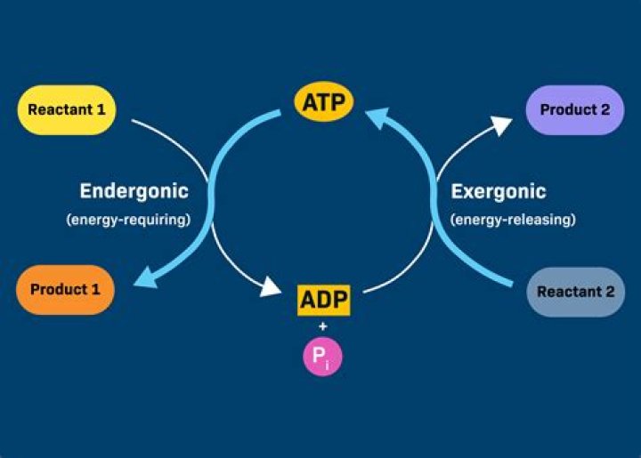In mitochondria a series of exergonic reduction-oxidation reactions?