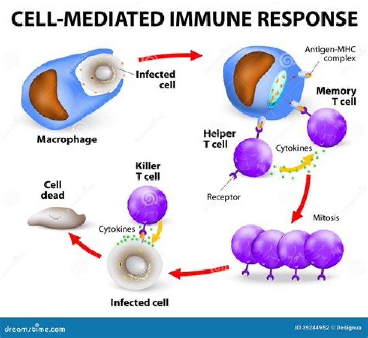 In the immune response?