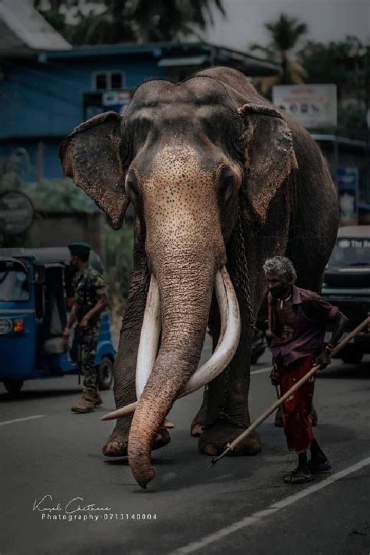 
Indian Tusker Elephant Nadungamuwa Raja Died At Age 65 Years, Here Is What Happened To Him 