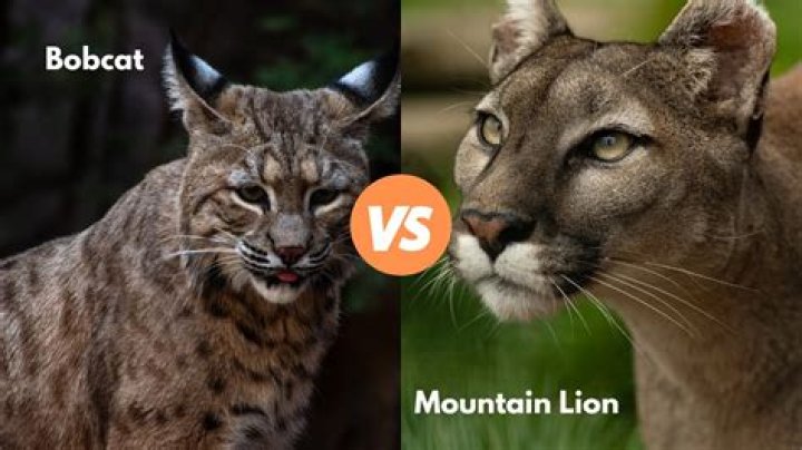 Is a mountain lion a cat?