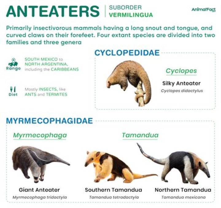Is a tamandua an animal?