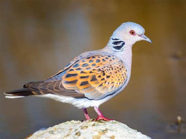 Is a turtle dove a dove?