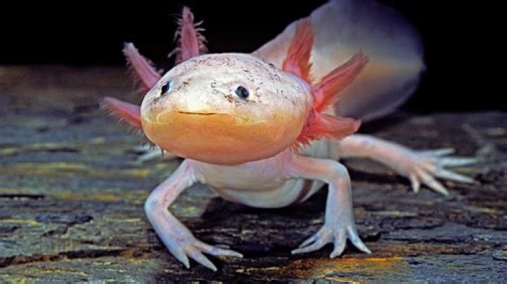 Is an axolotl an amphibian?