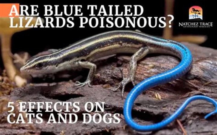 Is blue tailed lizards poisonous?
