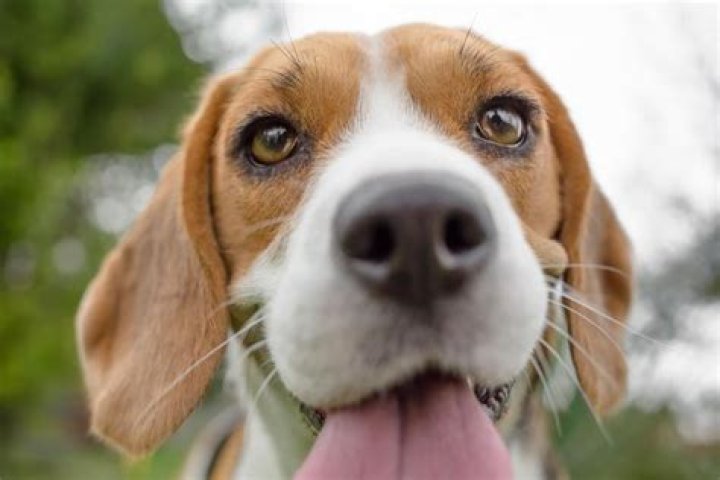 Is. celery good for dogs?