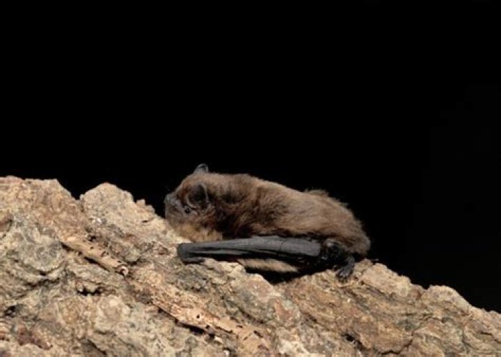 Is common pipistrelle a mammal?