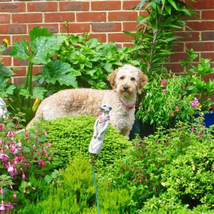 Is des safe for dogs?