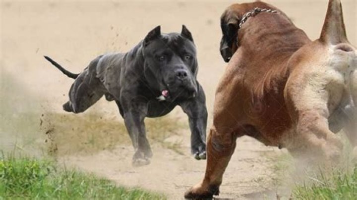 Is dog fighting dangerous?
