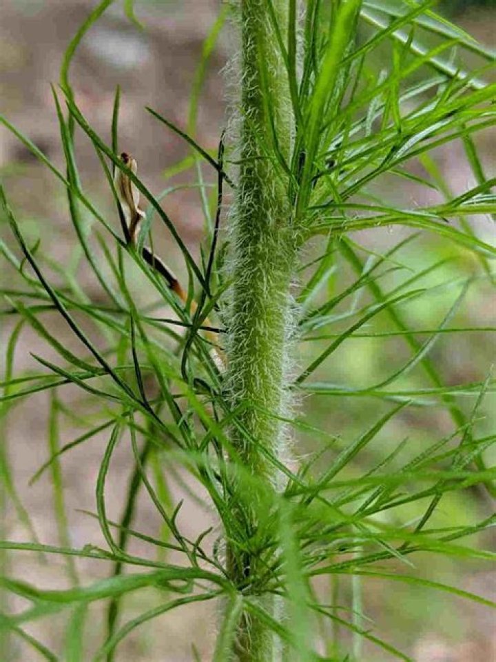 Is dogfennel a weed?