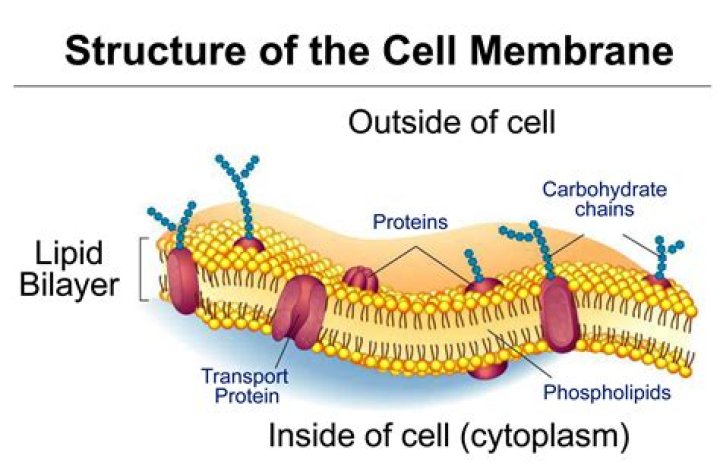 Is found in the cell membrane as a bilayer?