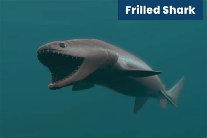 Is frilled shark dangerous?