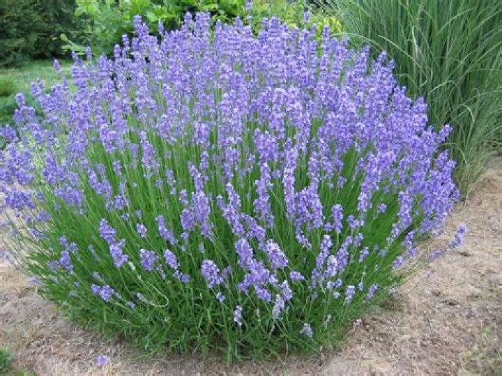 Is lavandula x intermedia edible?