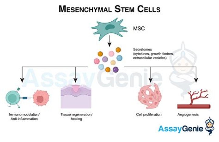 Is mesenchymal neoplasm cancer?