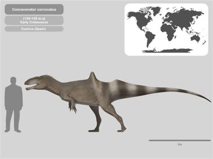 Is metriacanthosaurus a carnivore?