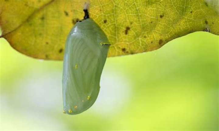 Is moth hatches from chrysalis?