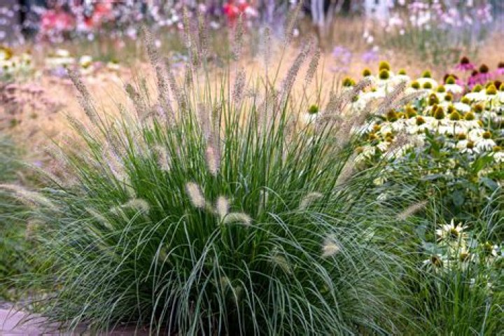 Is pennisetum a perennial?