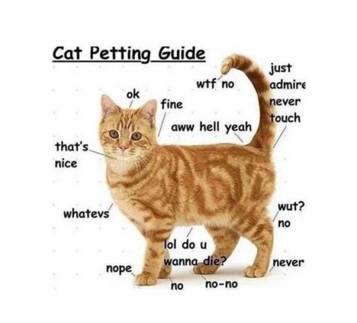 Is petting a cat good for you?