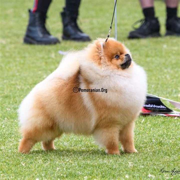 Is pomeranian a guard dog?