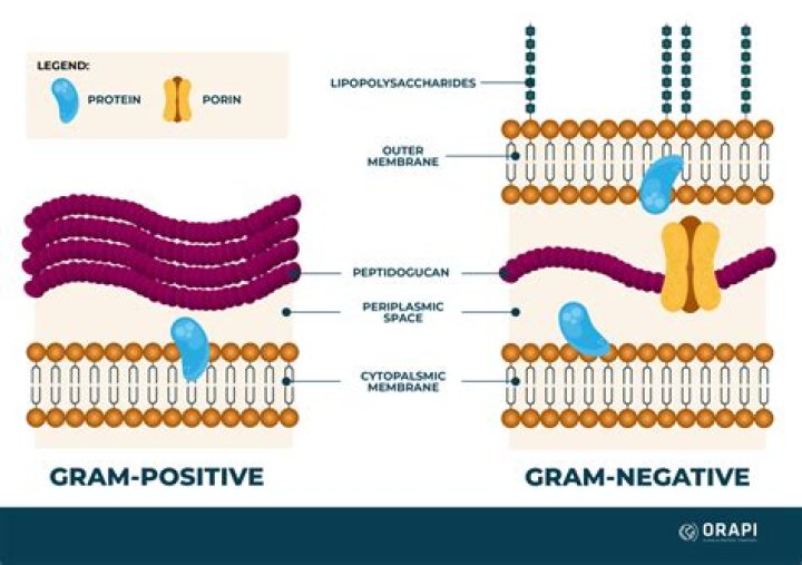 Is prevotella gram positive?