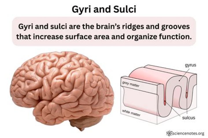 Is sulci and gyri?