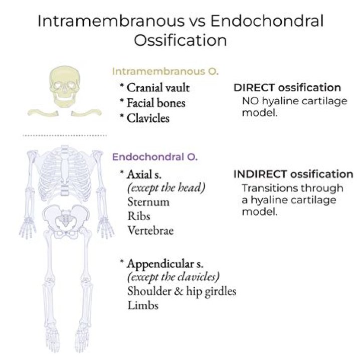 Is the femur endochondral?